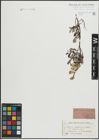Foto von Salix lapponum L. x Salix repens L.